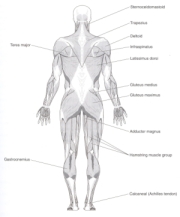 Human Physiology and Anatomy.