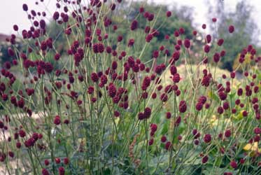 burnet