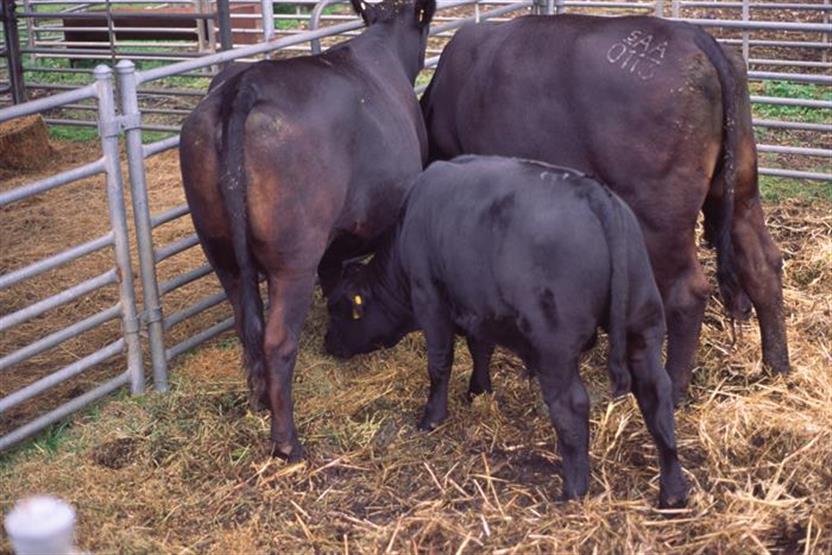 Cattle production online course Open Learning