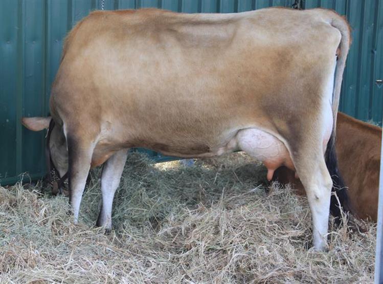 Beef Cattle Production Online Course